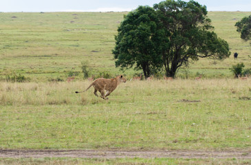 A lioness walking in the plains of Africa inside Masai Mara National Reserve during a wildlife safari
