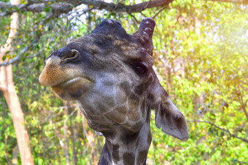 Giraffes do pretty face Food is chewed in the mouth