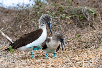 Blue-footed Booby (sula nebouxii) on Isla de la Plata, Ecuador