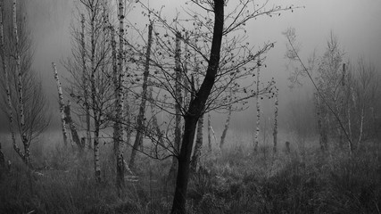 Fototapeta premium Moor03