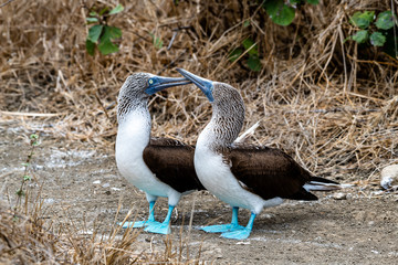 Blue-footed Booby (sula nebouxii) on Isla de la Plata, Ecuador