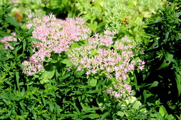 Sedum or Stonecrop hardy succulent ground cover perennial plants with densely growing open blooming small star shaped light pink flowers planted in local home garden surrounded with green leaves