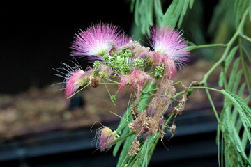 Silk plant or Albizia or Silk tree or Sirises or Albizzia fast growing short lived tree with globular clusters of white to purple flowers with numerous showy stamens surrounded with elongated