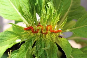Silver cocks comb or Celosia argentea or Plumed cockscomb tender herbaceous plant with small open blooming orange and yellow unusual flower on top surrounded with light green leaves in local home gard