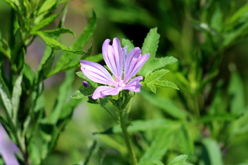 Single Common mallow or Malva sylvestris or Cheeses or High mallow or Tall mallow spreading herb plant with closed flower buds and bright pinkish purple with dark stripes flower surrounded with green 