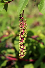 Single Pokeweed or Phytolacca americana or American pokeweed or Poke salad poisonous herbaceous perennial plant with small fresh light green berries on purple stem surrounded with leaves at local home