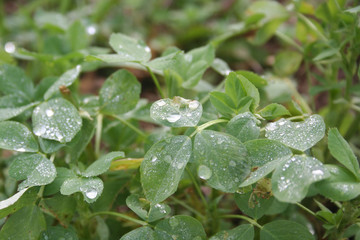 Fresh green Alfalfa plants in the field covered by raindrops or dew.  Medicago sativa cultivation