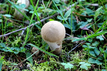 Small hairy grey and white mushroom with rounded top growing in family house backyard surrounded with uncut grass on warm sunny autumn day