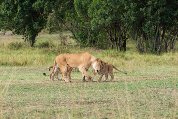 Naklejka na ściany i meble Lion cubs playing in the plains of Africa inside Masai Mara National Reserve during a wildlife safari