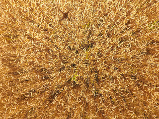 field of wheat, a top view