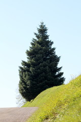 Fototapeta premium Tall wide pine tree with dense branches growing on side of small hill next to local paved road surrounded with freshly cut grass on clear blue sky background