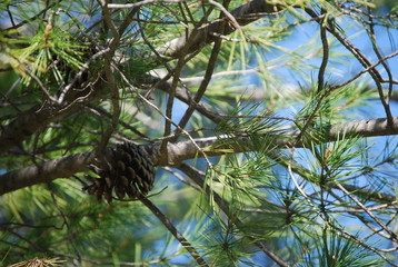 Close up of Pine Trees