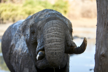 Obraz premium Elephant in Mana Pools National Park, Zimbabwe