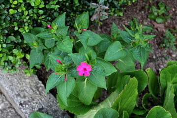 Top view of Marvel of Peru or Mirabilis jalapa or Four oclock flower or Beauty of the night or Coat of many colours long lived perennial herb plant with open and closed tubular pink flowers