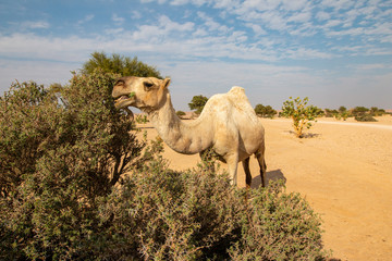 Camel