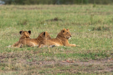 A lioness relaxing in the grasslands of africa inside Masai Mara National Reserve during a wildlife safari