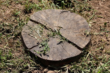 Top view of old cut down tree stump left in local public park surrounded with dry and fresh grass with dry soil on warm sunny summer day