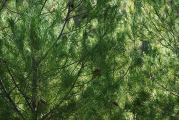Close up of Pine Trees