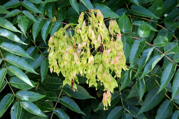 Tree of heaven or Ailanthus altissima or Ailanthus or Varnish tree or Chouchun suckering deciduous tree with bunch of seeds between densely growing dark green leaves arranged alternately on stems