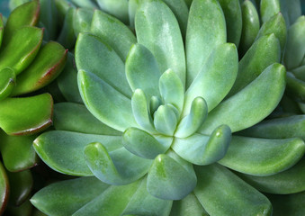 Fototapeta premium Echeveria scheideckeri
