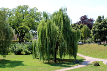Fototapeta premium Weeping willow or Salix babylonica or Babylon willow tall old tree with dense fresh green leaves surrounded with grass and other trees in local public park on warm sunny summer day