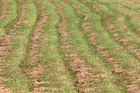 Wavy lines of freshy light green grass and cut down dry grass in local field background texture on warm sunny autumn day