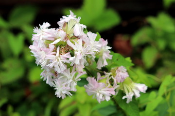 Wild sweet William or Saponaria officinalis or Common soapwort or Bouncing bet or Crow soap or Soapweed plant with large cluster of sweetly scented open blooming white and light pink flowers surrounde