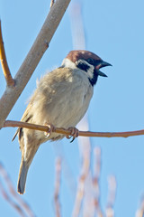 Tree Sparrow, calling, Norfolk, England, UK.