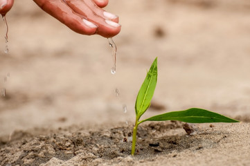 Watering a plant with girl hand