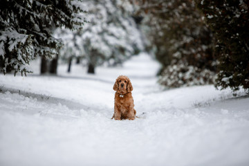 spaniel dog in winter forest