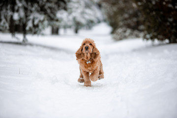 spaniel dog in winter forest