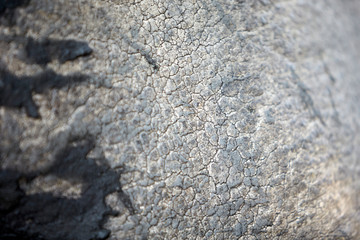 Elephant skin. Mana Pools National Park, Zimbabwe