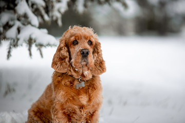spaniel dog in winter forest