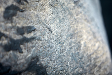 Elephant skin. Mana Pools National Park, Zimbabwe