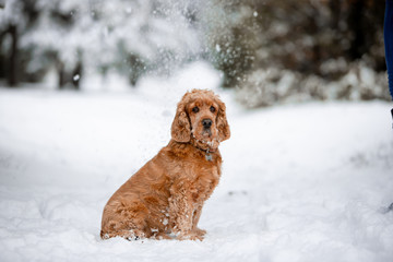 spaniel dog in winter forest
