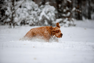 cocker spaniel in the winter forest