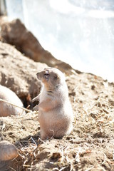 プレーリードック