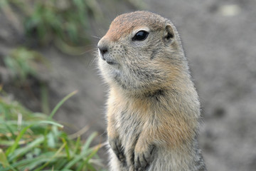 Naklejka na ściany i meble Portrait of Arctic ground squirrel, carefully looking around so as not to fall into the jaws of predatory beasts. Curious wild animal of genus rodents of squirrel family. Kamchatka, Russia, Asia.