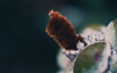 Fluffy plant