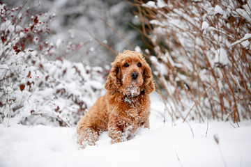 cocker spaniel in the winter forest