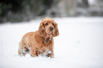 cocker spaniel in the winter forest