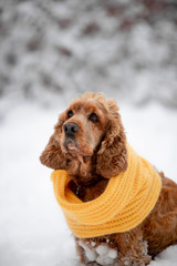 cocker spaniel in the winter forest