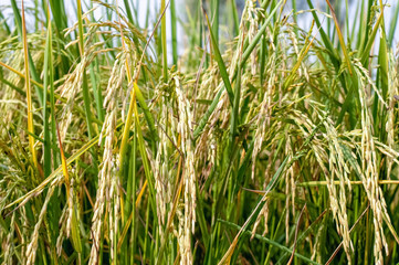 Paddy plants in the field 
