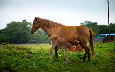 horse and foal