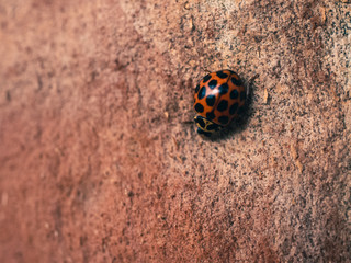 ladybug on a background