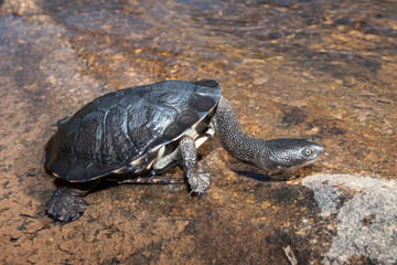 Australian Eastern Long-necked Turtle