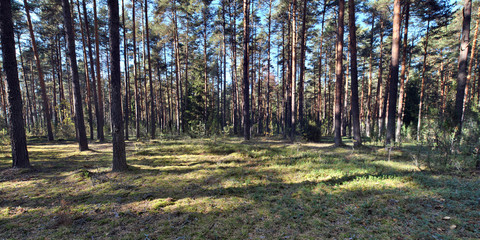 Walking through the forest, beautiful panorama.