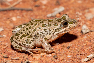 Spotted Marsh Frog