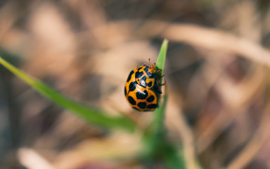 ladybug on grass