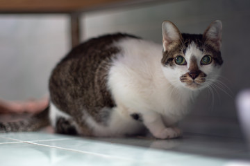 Close up white cat with spot and big eyes, portrait of Thai cat  